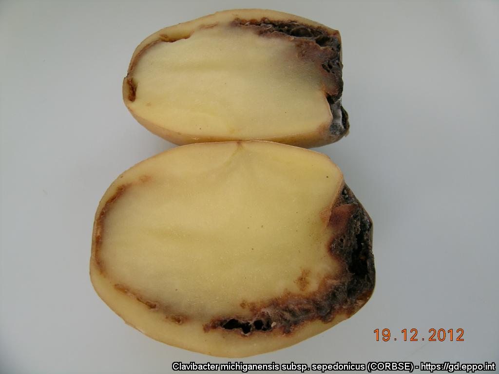 Кольцевая гниль. - Кольцевая гниль Clavibacter Michiganensis картофеля. Бурая гниль Ralstonia solanacearum. Кольцевая бактериальная гниль.