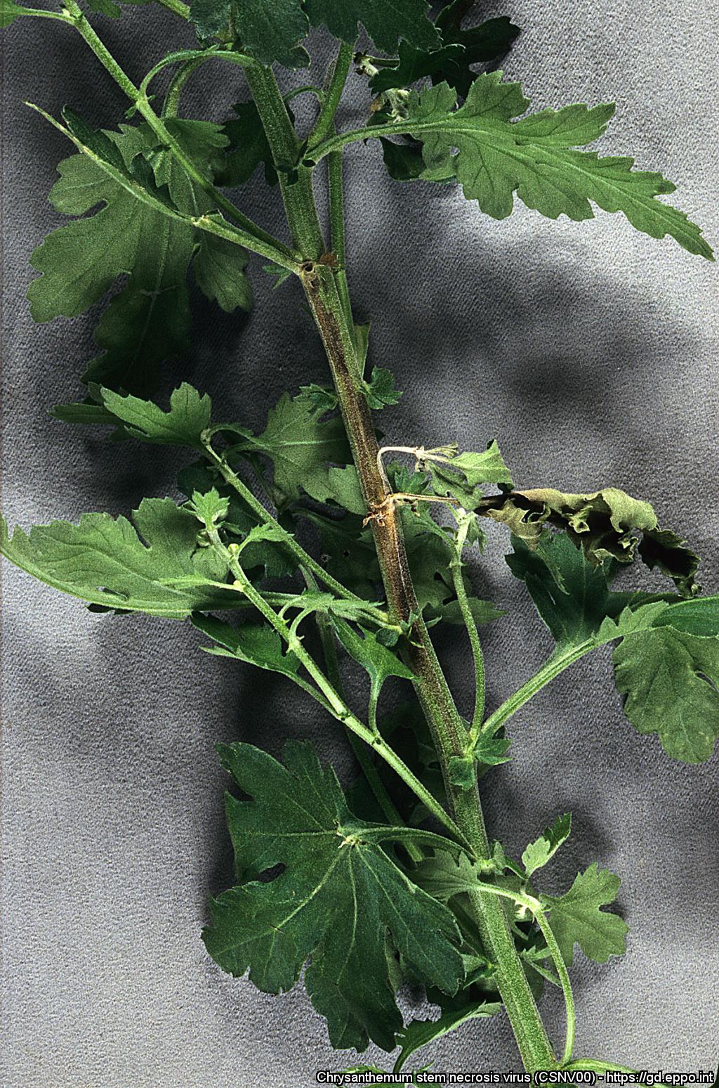 Chrysanthemum stem necrosis virus (CSNV00)[Photos]| EPPO Global Database