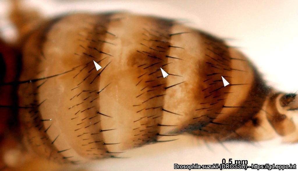 Drosophila suzukii (DROSSU)[Photos]| EPPO Global Database