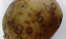 Helminthosporium solani papa, See how Potato Late Blight develops A férgek segítenek a fogyásban