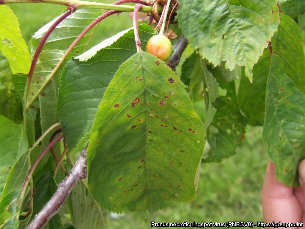 fles is genoeg Neuropathie Prunus necrotic ringspot virus (PNRSV0)[Photos]| EPPO Global Database
