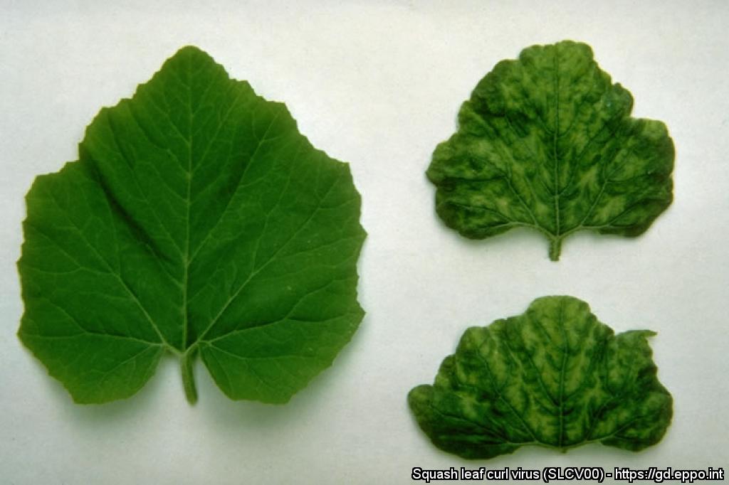 squash leaf curl virus  slcv00  photos