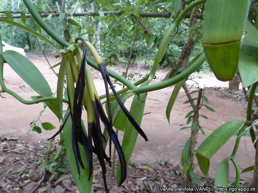 vanilla planifolia seed pods eppo zanzibar