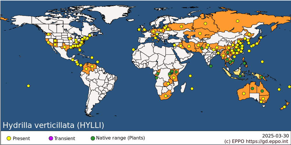 hydrilla verticillata map