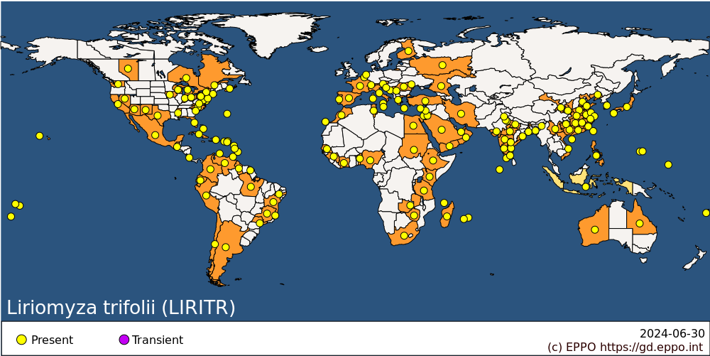Liriomyza trifolii (LIRITR)[Datasheet]| EPPO Global Database